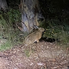 Lepus capensis at Aranda, ACT - 25 Jan 2024 11:42 AM