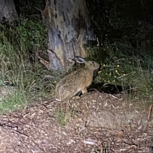 Lepus capensis at Aranda, ACT - 25 Jan 2024 11:42 AM