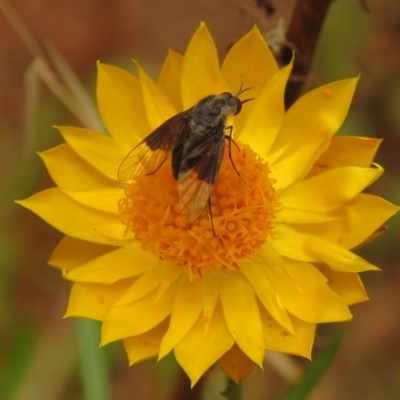 Geron nigralis (Slender bee fly) at Fadden Pines (FAD) - 25 Jan 2024 by KumikoCallaway