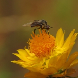 Geron nigralis at Fadden Pines (FAD) - 25 Jan 2024