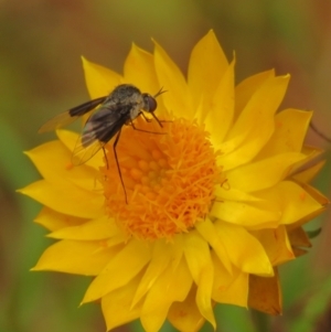 Geron nigralis at Fadden Pines (FAD) - 25 Jan 2024