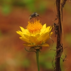 Geron nigralis at Fadden Pines (FAD) - 25 Jan 2024