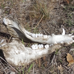 Sus scrofa at Tuggeranong Hill - suppressed