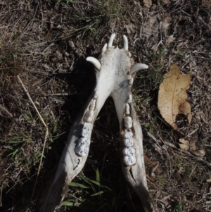 Sus scrofa at Tuggeranong Hill - suppressed