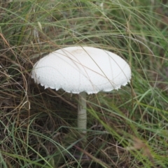 Macrolepiota dolichaula (Macrolepiota dolichaula) at Strathnairn, ACT - 24 Jan 2024 by wombey