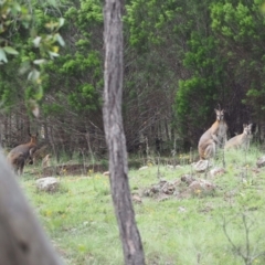 Notamacropus rufogriseus (Red-necked Wallaby) at Woodstock Nature Reserve - 25 Jan 2024 by wombey