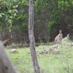 Notamacropus rufogriseus (Red-necked Wallaby) at Strathnairn, ACT - 24 Jan 2024 by wombey