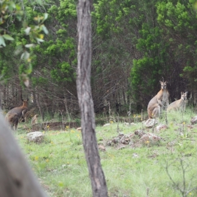 Notamacropus rufogriseus (Red-necked Wallaby) at Woodstock Nature Reserve - 24 Jan 2024 by wombey