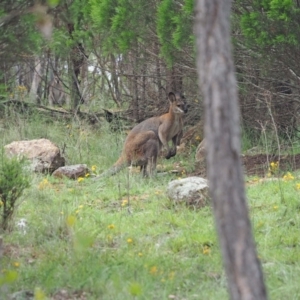 Notamacropus rufogriseus at Woodstock Nature Reserve - 25 Jan 2024