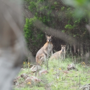 Notamacropus rufogriseus at Woodstock Nature Reserve - 25 Jan 2024