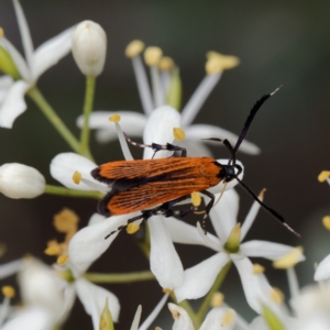 Snellenia lineata at Lower Cotter Catchment - 24 Jan 2024