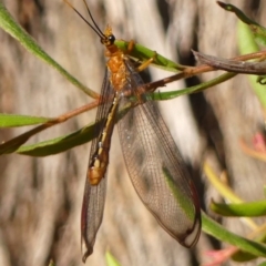 Nymphes myrmeleonoides (Blue eyes lacewing) at Wingecarribee Local Government Area - 23 Jan 2024 by Curiosity
