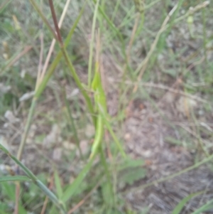 Acrida conica at Bass Gardens Park, Griffith - 22 Jan 2024