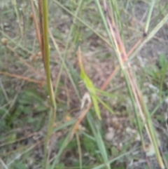 Acrida conica at Bass Gardens Park, Griffith - 22 Jan 2024