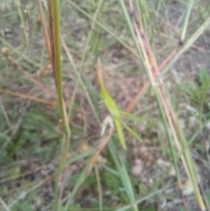 Acrida conica at Bass Gardens Park, Griffith - 22 Jan 2024