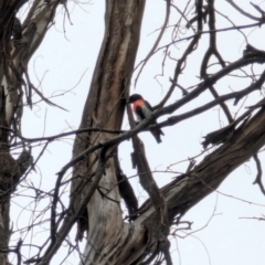 Dicaeum hirundinaceum (Mistletoebird) at Kinleyside - 25 Jan 2024 by Weasey138