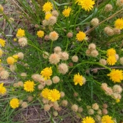 Calotis lappulacea (Yellow Burr Daisy) at Jerrabomberra Grassland - 22 Jan 2024 by Weasey138