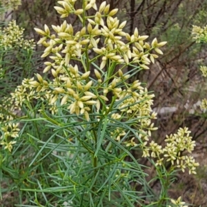 Cassinia quinquefaria at Gossan Hill - 25 Jan 2024