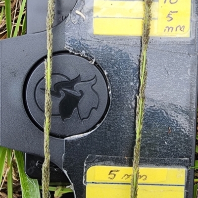 Sporobolus creber (Slender Rat's Tail Grass) at Gossan Hill - 25 Jan 2024 by Steve818