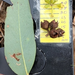 Eucalyptus macrorhyncha subsp. macrorhyncha at Bruce Ridge to Gossan Hill - 25 Jan 2024