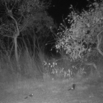 Aegotheles cristatus (Australian Owlet-nightjar) at Symonston, ACT - 18 Nov 2023 by Kym