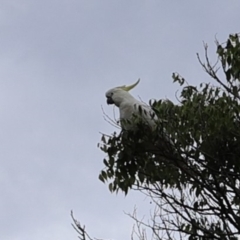 Cacatua galerita (Sulphur-crested Cockatoo) at Lyons, ACT - 23 Jan 2024 by ran452