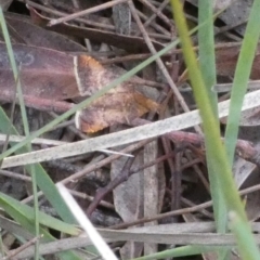 Endotricha (genus) (A Pyralid moth) at Boro - 24 Jan 2024 by Paul4K