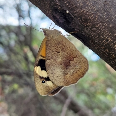 Heteronympha merope (Common Brown Butterfly) at Kambah, ACT - 24 Jan 2024 by MatthewFrawley