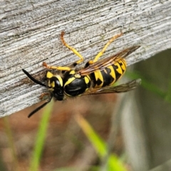 Vespula germanica (German Yellowjacket Wasp (also known as European Wasp)) at QPRC LGA - 25 Jan 2024 by MatthewFrawley