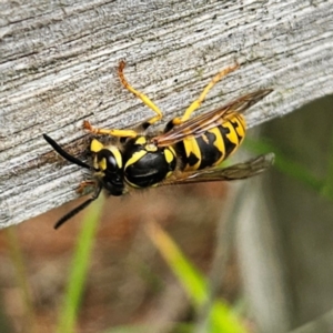 Vespula germanica at QPRC LGA - 25 Jan 2024 01:31 PM