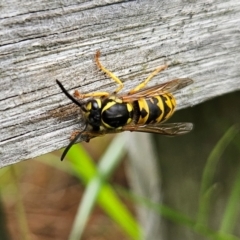 Vespula germanica at QPRC LGA - 25 Jan 2024