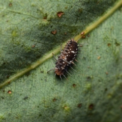 Apolinus lividigaster (Yellow Shouldered Ladybird) at Downer, ACT - 25 Jan 2024 by RobertD