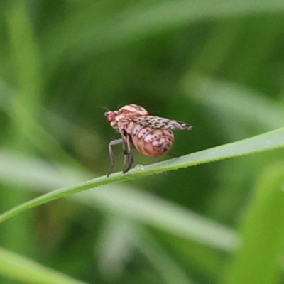Sapromyza mallochiana (A lauxaniid fly) at Lyons, ACT - 23 Jan 2024 by ran452