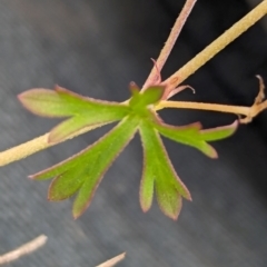 Geranium retrorsum (Grassland Cranesbill) at The Pinnacle - 25 Jan 2024 by CattleDog