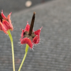 Geranium retrorsum at The Pinnacle - 25 Jan 2024