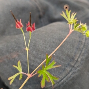 Geranium retrorsum at The Pinnacle - 25 Jan 2024