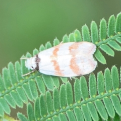 Chezala brachypepla (A Concealer moth) at Surf Beach, NSW - 25 Jan 2024 by Hejor1