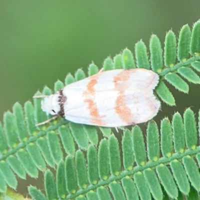 Chezala brachypepla (A Concealer moth) at Surf Beach, NSW - 25 Jan 2024 by Hejor1