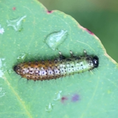 Paropsisterna beata at Surf Beach, NSW - 25 Jan 2024 01:20 PM