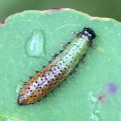 Paropsisterna beata at Surf Beach, NSW - 25 Jan 2024 01:20 PM