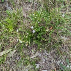 Vittadinia muelleri (Narrow-leafed New Holland Daisy) at The Pinnacle - 25 Jan 2024 by CattleDog