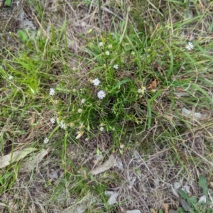 Vittadinia muelleri at The Pinnacle - 25 Jan 2024