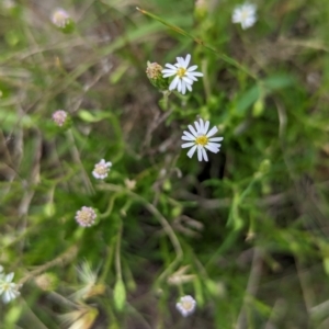 Vittadinia muelleri at The Pinnacle - 25 Jan 2024