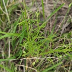 Vittadinia muelleri at The Pinnacle - 25 Jan 2024