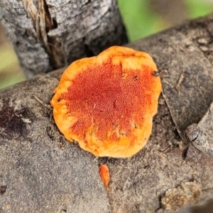 Trametes coccinea at Ngunnawal, ACT - suppressed