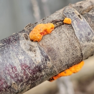 Trametes coccinea at Ngunnawal, ACT - suppressed