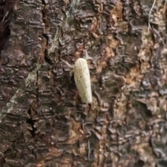 Maiestas vetus (A leafhopper) at Lyons, ACT - 23 Jan 2024 by ran452