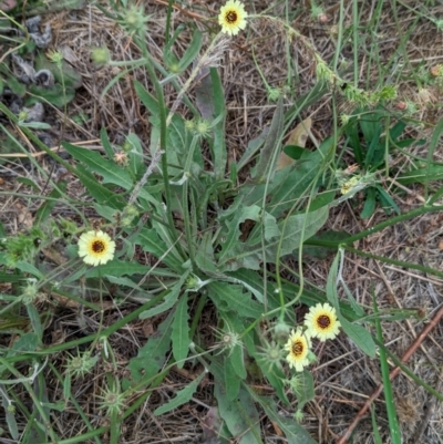 Tolpis barbata (Yellow Hawkweed) at The Pinnacle - 24 Jan 2024 by CattleDog