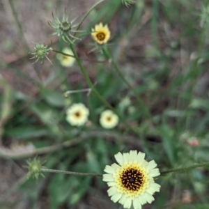 Tolpis barbata at The Pinnacle - 25 Jan 2024