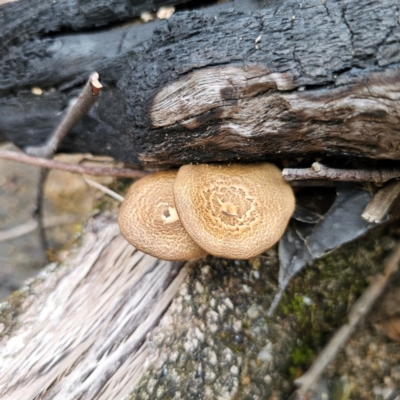 Lentinus arcularius (Fringed Polypore) at Currowan State Forest - 24 Jan 2024 by Csteele4